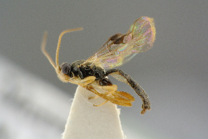  ( - BC-ZSM-HYM-27505-F08)  @12 [ ] CreativeCommons - Attribution Non-Commercial Share-Alike (2017) SNSB, Staatliche Naturwissenschaftliche Sammlungen Bayerns ZSM (SNSB, Zoologische Staatssammlung Muenchen)
