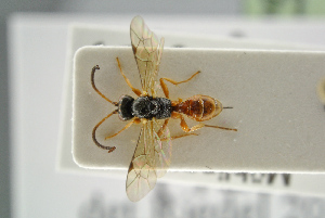  ( - BC ZSM HYM 15640)  @12 [ ] CreativeCommons - Attribution Non-Commercial Share-Alike (2017) SNSB, Staatliche Naturwissenschaftliche Sammlungen Bayerns ZSM (SNSB, Zoologische Staatssammlung Muenchen)