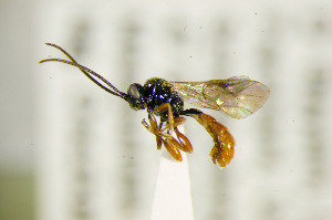  ( - BC ZSM HYM 21320)  @11 [ ] CreativeCommons - Attribution Non-Commercial Share-Alike (2019) SNSB, Staatliche Naturwissenschaftliche Sammlungen Bayerns ZSM (SNSB, Zoologische Staatssammlung Muenchen)