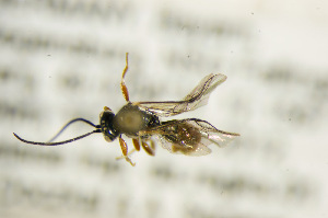  ( - BC ZSM HYM 21324)  @12 [ ] CreativeCommons - Attribution Non-Commercial Share-Alike (2019) SNSB, Staatliche Naturwissenschaftliche Sammlungen Bayerns ZSM (SNSB, Zoologische Staatssammlung Muenchen)