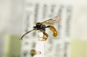  ( - BC ZSM HYM 21327)  @12 [ ] CreativeCommons - Attribution Non-Commercial Share-Alike (2019) SNSB, Staatliche Naturwissenschaftliche Sammlungen Bayerns ZSM (SNSB, Zoologische Staatssammlung Muenchen)