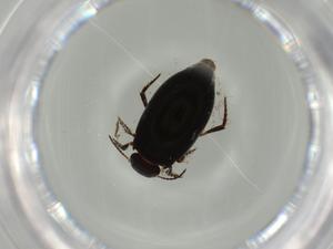  ( - BIOUG65127-F05)  @11 [ ] CreativeCommons - Attribution (2021) Centre for Biodiversity Genomics Centre for Biodiversity Genomics