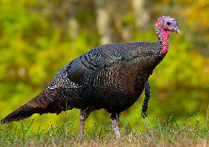  (Galliformes - FJ808638)  @16 [ ] No Rights Reserved (2013) Wikimedia Commons:Dimus Unspecified