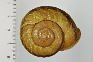 ( - SDNCU-A1343)  @14 [ ] Copyright (2014) Unspecified Specimen depository of the Graduate School of Natural Sciences, Nagoya City University