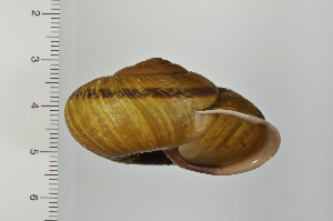  ( - SDNCU-A1343)  @14 [ ] Copyright (2014) Unspecified Specimen depository of the Graduate School of Natural Sciences, Nagoya City University