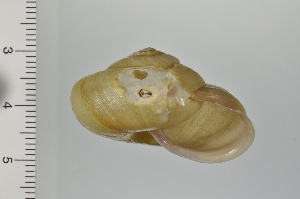  ( - SDNCU-A1079)  @14 [ ] Copyright (2014) Unspecified Specimen depository of the Graduate School of Natural Sciences, Nagoya City University