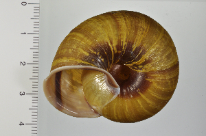  ( - SDNCU-A1343)  @14 [ ] Copyright (2014) Unspecified Specimen depository of the Graduate School of Natural Sciences, Nagoya City University