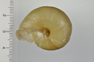  ( - SDNCU-A1079)  @14 [ ] Copyright (2014) Unspecified Specimen depository of the Graduate School of Natural Sciences, Nagoya City University