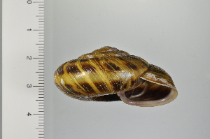  ( - SDNCU-A1302)  @14 [ ] Copyright (2014) Unspecified Specimen depository of the Graduate School of Natural Sciences, Nagoya City University