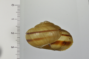  ( - SDNCU-A1224)  @14 [ ] Copyright (2014) Unspecified Specimen depository of the Graduate School of Natural Sciences, Nagoya City University