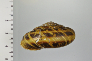  ( - SDNCU-A1302)  @14 [ ] Copyright (2014) Unspecified Specimen depository of the Graduate School of Natural Sciences, Nagoya City University