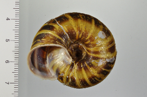  ( - SDNCU-A1302)  @14 [ ] Copyright (2014) Unspecified Specimen depository of the Graduate School of Natural Sciences, Nagoya City University