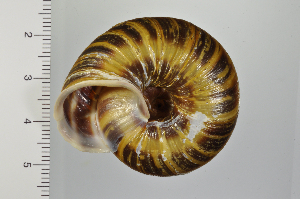  ( - SDNCU-A1303)  @14 [ ] Copyright (2014) Unspecified Specimen depository of the Graduate School of Natural Sciences, Nagoya City University