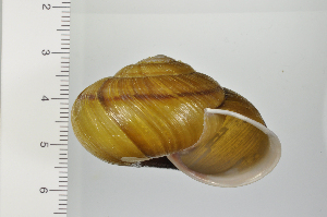  ( - SDNCU-A1362)  @14 [ ] Copyright (2014) Unspecified Specimen depository of the Graduate School of Natural Sciences, Nagoya City University