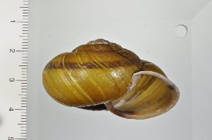  ( - SDNCU-A1363)  @14 [ ] Copyright (2014) Unspecified Specimen depository of the Graduate School of Natural Sciences, Nagoya City University