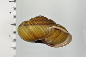  ( - SDNCU-A1365)  @14 [ ] Copyright (2014) Unspecified Specimen depository of the Graduate School of Natural Sciences, Nagoya City University