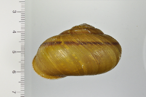  ( - SDNCU-A1362)  @14 [ ] Copyright (2014) Unspecified Specimen depository of the Graduate School of Natural Sciences, Nagoya City University