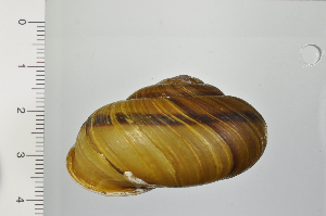  ( - SDNCU-A1363)  @14 [ ] Copyright (2014) Unspecified Specimen depository of the Graduate School of Natural Sciences, Nagoya City University