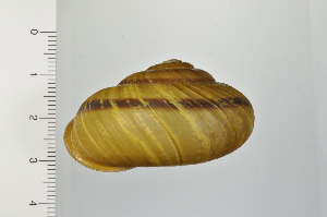  ( - SDNCU-A1364)  @14 [ ] Copyright (2014) Unspecified Specimen depository of the Graduate School of Natural Sciences, Nagoya City University