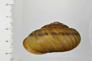  ( - SDNCU-A1365)  @14 [ ] Copyright (2014) Unspecified Specimen depository of the Graduate School of Natural Sciences, Nagoya City University