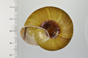  ( - SDNCU-A1364)  @14 [ ] Copyright (2014) Unspecified Specimen depository of the Graduate School of Natural Sciences, Nagoya City University