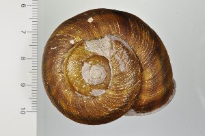  ( - SDNCU-A1304)  @14 [ ] Copyright (2014) Unspecified Specimen depository of the Graduate School of Natural Sciences, Nagoya City University