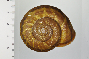  ( - SDNCU-A1305)  @14 [ ] Copyright (2014) Unspecified Specimen depository of the Graduate School of Natural Sciences, Nagoya City University