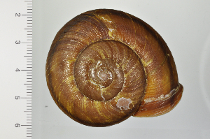  ( - SDNCU-A1306)  @14 [ ] Copyright (2014) Unspecified Specimen depository of the Graduate School of Natural Sciences, Nagoya City University