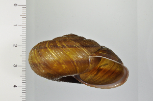  ( - SDNCU-A1305)  @14 [ ] Copyright (2014) Unspecified Specimen depository of the Graduate School of Natural Sciences, Nagoya City University