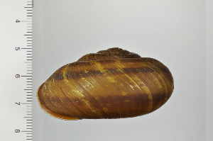  ( - SDNCU-A1305)  @14 [ ] Copyright (2014) Unspecified Specimen depository of the Graduate School of Natural Sciences, Nagoya City University