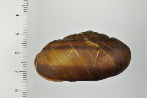 ( - SDNCU-A1306)  @14 [ ] Copyright (2014) Unspecified Specimen depository of the Graduate School of Natural Sciences, Nagoya City University