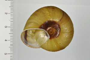  ( - SDNCU-A1299)  @14 [ ] Copyright (2014) Unspecified Specimen depository of the Graduate School of Natural Sciences, Nagoya City University
