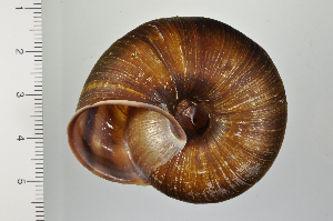  ( - SDNCU-A1304)  @14 [ ] Copyright (2014) Unspecified Specimen depository of the Graduate School of Natural Sciences, Nagoya City University