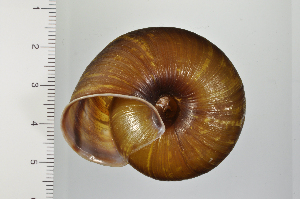  ( - SDNCU-A1305)  @14 [ ] Copyright (2014) Unspecified Specimen depository of the Graduate School of Natural Sciences, Nagoya City University