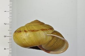  ( - SDNCU-A1344)  @14 [ ] Copyright (2014) Unspecified Specimen depository of the Graduate School of Natural Sciences, Nagoya City University