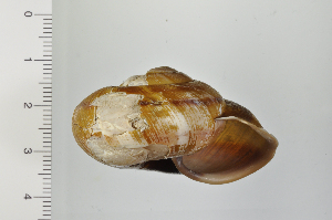  ( - SDNCU-A1345)  @14 [ ] Copyright (2014) Unspecified Specimen depository of the Graduate School of Natural Sciences, Nagoya City University