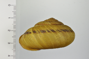  ( - SDNCU-A1344)  @14 [ ] Copyright (2014) Unspecified Specimen depository of the Graduate School of Natural Sciences, Nagoya City University