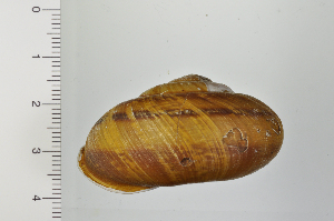  ( - SDNCU-A1345)  @14 [ ] Copyright (2014) Unspecified Specimen depository of the Graduate School of Natural Sciences, Nagoya City University