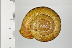  (Euhadra decorata - SDNCU-A1153)  @14 [ ] Copyright (2014) Unspecified Specimen depository of the Graduate School of Natural Sciences, Nagoya City University