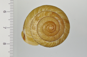  ( - SDNCU-A1161)  @14 [ ] Copyright (2014) Unspecified Specimen depository of the Graduate School of Natural Sciences, Nagoya City University