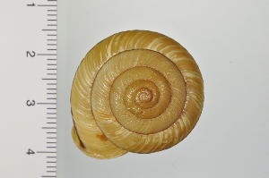  ( - SDNCU-A1162)  @14 [ ] Copyright (2014) Unspecified Specimen depository of the Graduate School of Natural Sciences, Nagoya City University