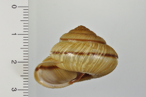  ( - SDNCU-A1161)  @14 [ ] Copyright (2014) Unspecified Specimen depository of the Graduate School of Natural Sciences, Nagoya City University