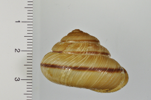  ( - SDNCU-A1161)  @14 [ ] Copyright (2014) Unspecified Specimen depository of the Graduate School of Natural Sciences, Nagoya City University