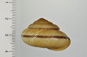  ( - SDNCU-A1162)  @14 [ ] Copyright (2014) Unspecified Specimen depository of the Graduate School of Natural Sciences, Nagoya City University