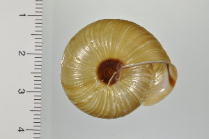  ( - SDNCU-A1161)  @14 [ ] Copyright (2014) Unspecified Specimen depository of the Graduate School of Natural Sciences, Nagoya City University