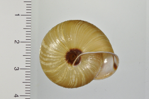  ( - SDNCU-A1162)  @14 [ ] Copyright (2014) Unspecified Specimen depository of the Graduate School of Natural Sciences, Nagoya City University
