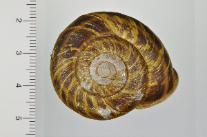  ( - SDNCU-A1300)  @14 [ ] Copyright (2014) Unspecified Specimen depository of the Graduate School of Natural Sciences, Nagoya City University