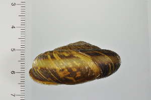  ( - SDNCU-A1300)  @14 [ ] Copyright (2014) Unspecified Specimen depository of the Graduate School of Natural Sciences, Nagoya City University