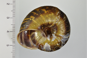  ( - SDNCU-A1300)  @14 [ ] Copyright (2014) Unspecified Specimen depository of the Graduate School of Natural Sciences, Nagoya City University