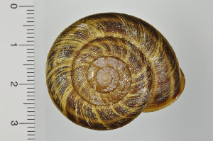 ( - SDNCU-A1301)  @14 [ ] Copyright (2014) Unspecified Specimen depository of the Graduate School of Natural Sciences, Nagoya City University